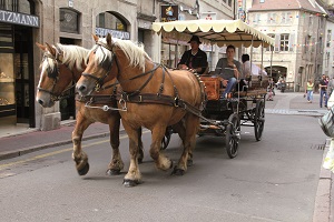 Balade apéro calèche (jeudi)